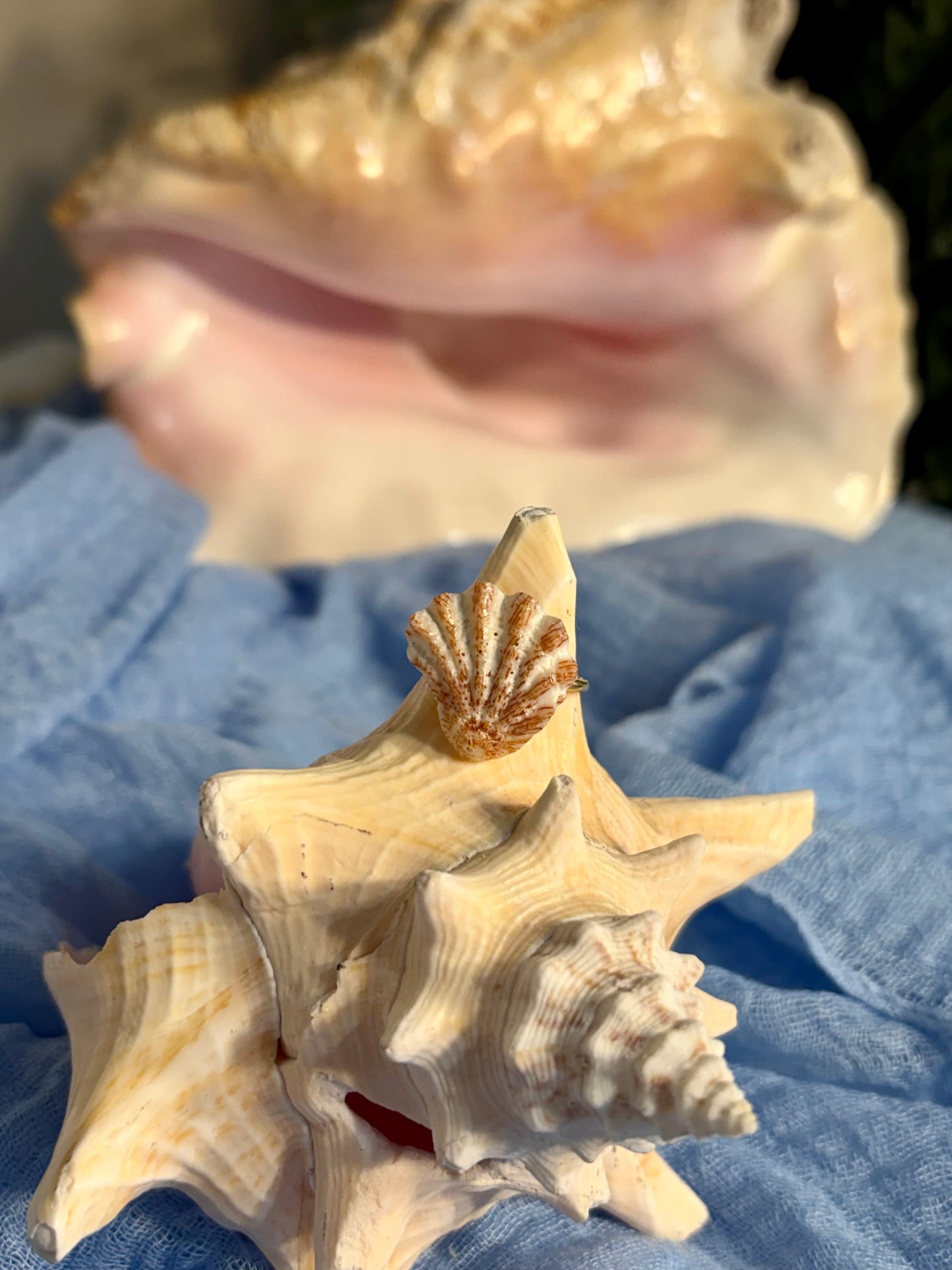 Lions Paw Shell Ring